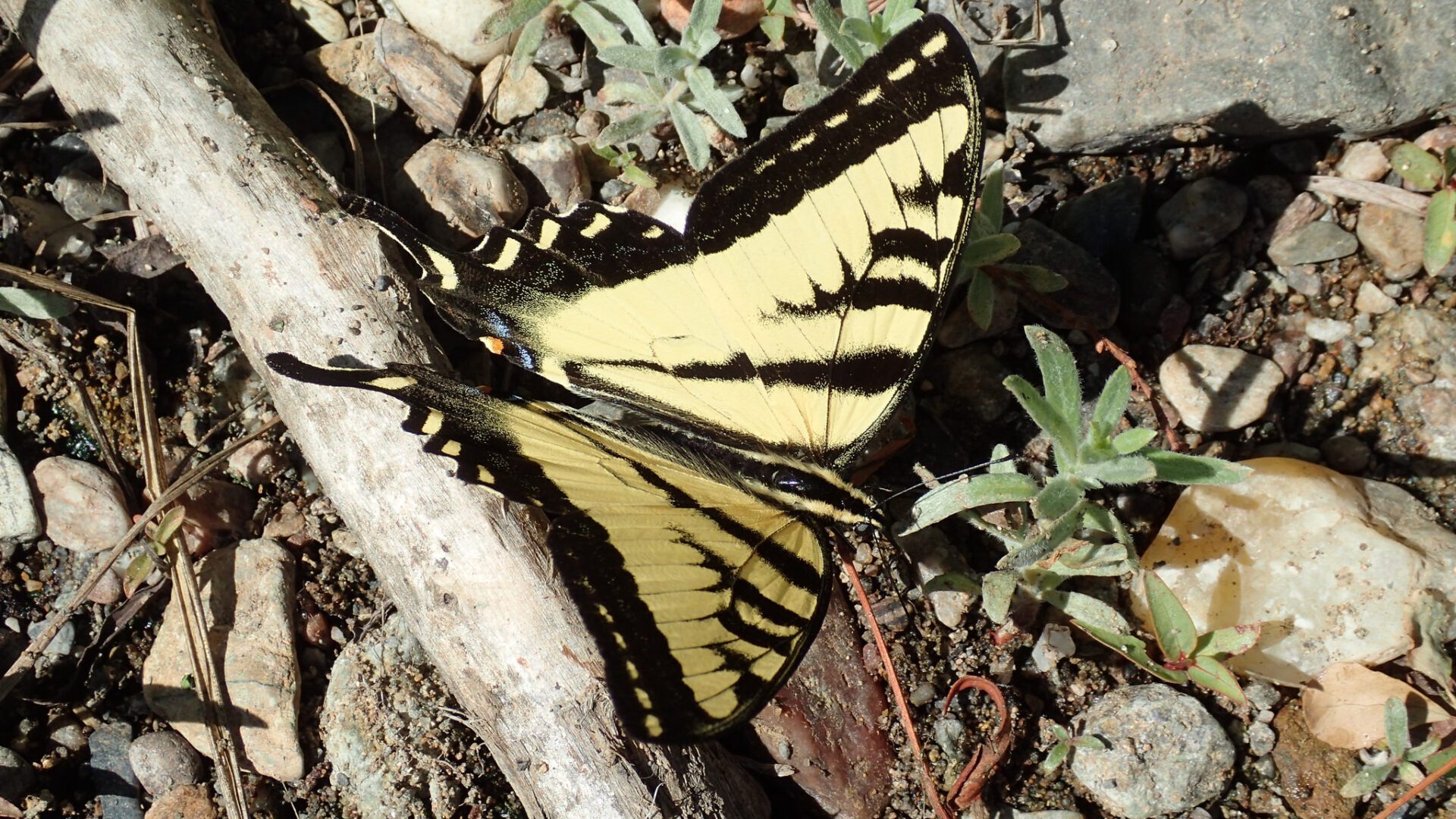 Western swallotail butterfly