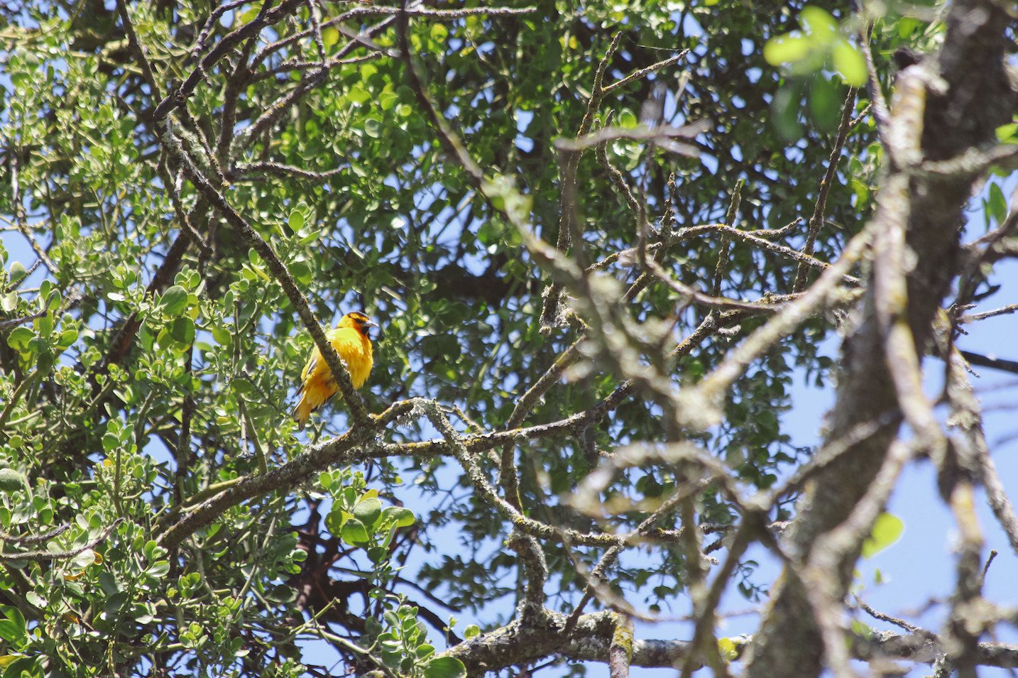Bullocks Oriole