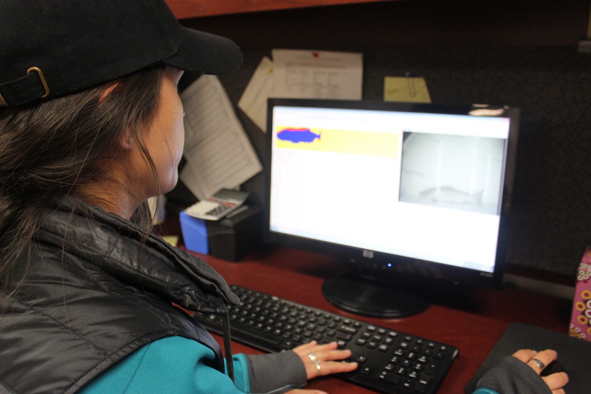 Molly reviewing Riverwatcher data