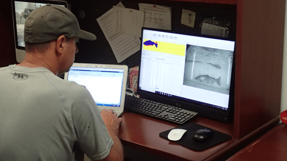 Reviewing Vaki Riverwatcher Data