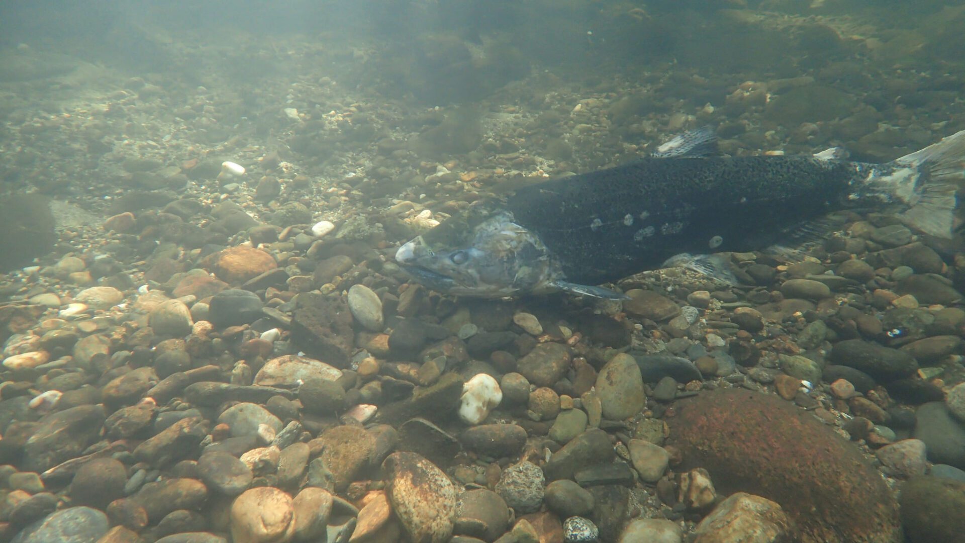 Zombie Salmon Spawning