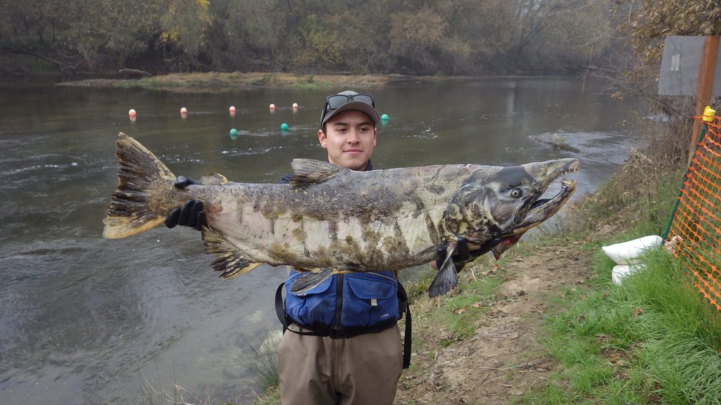 Big Chinook carcass