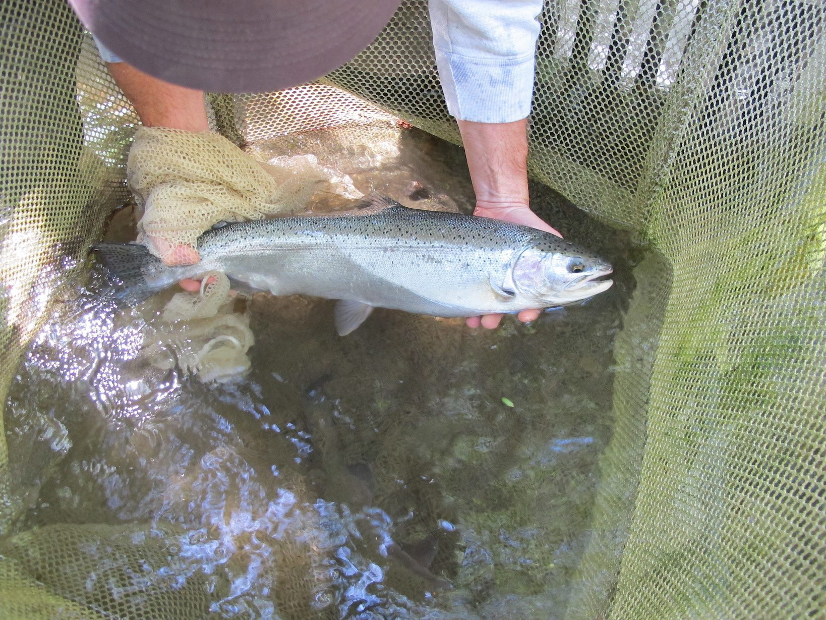 Coastal Steelhead