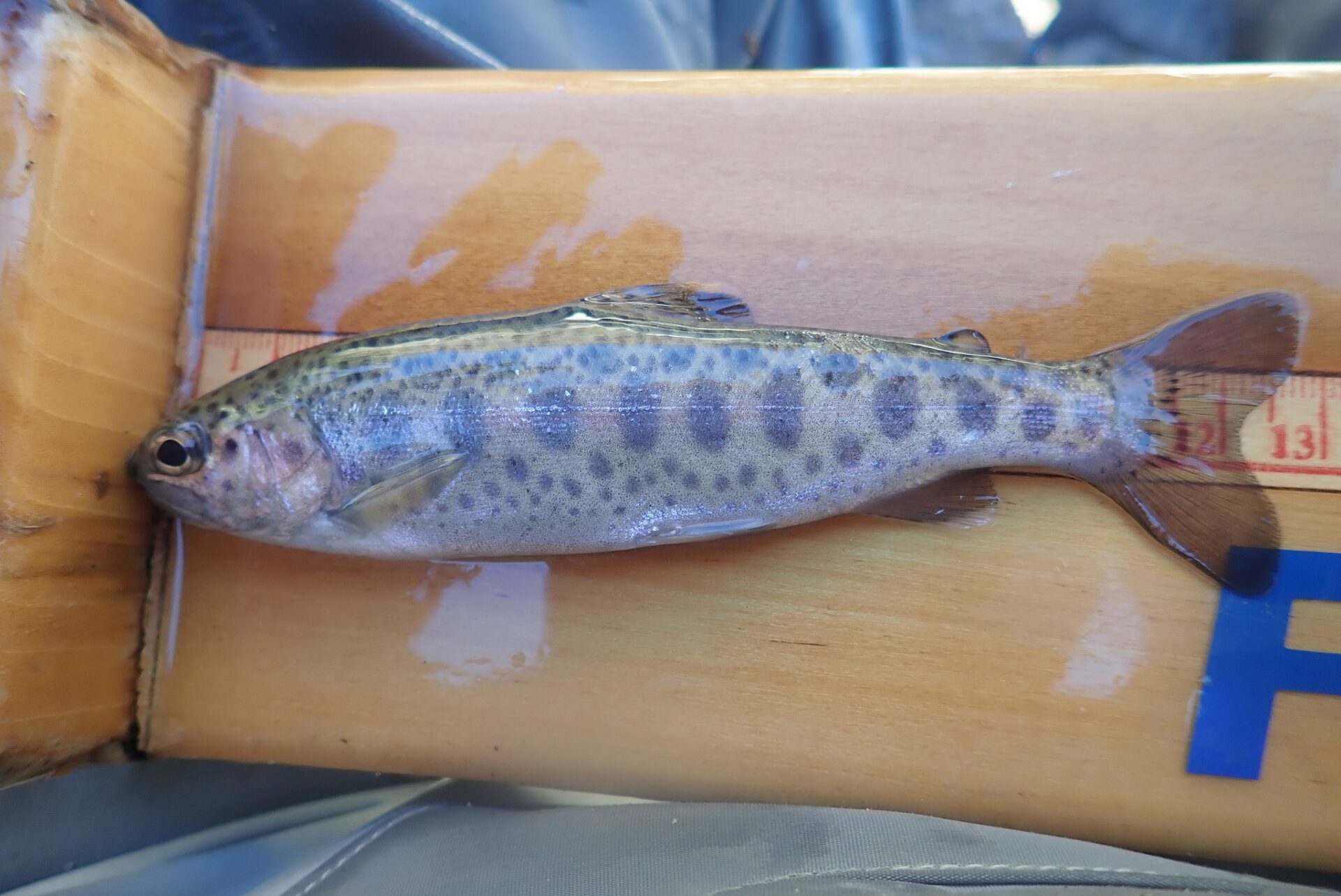 Juvenile Steelhead