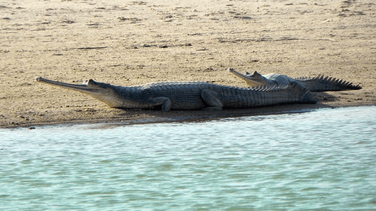 Ganga Gharial