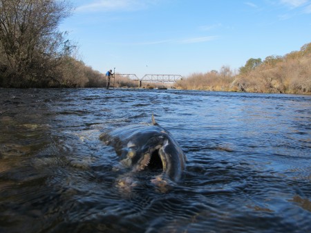 Central Valley Salmon
