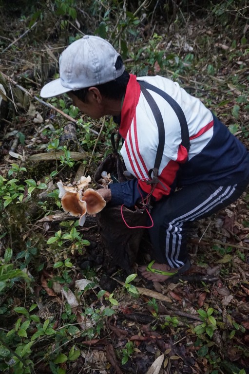 Harvesting mushrooms