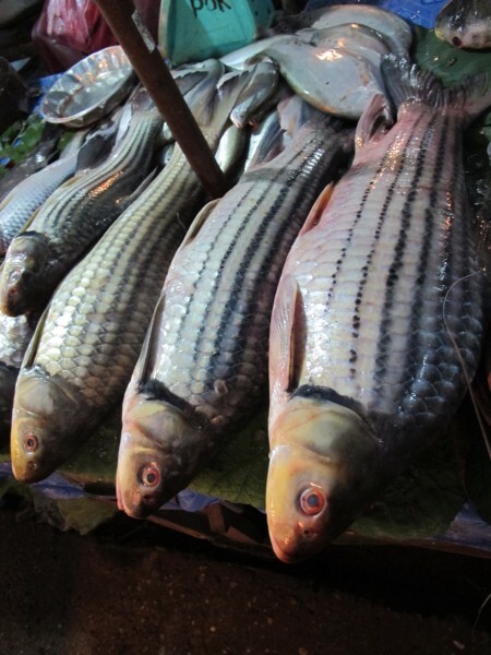 golden carp