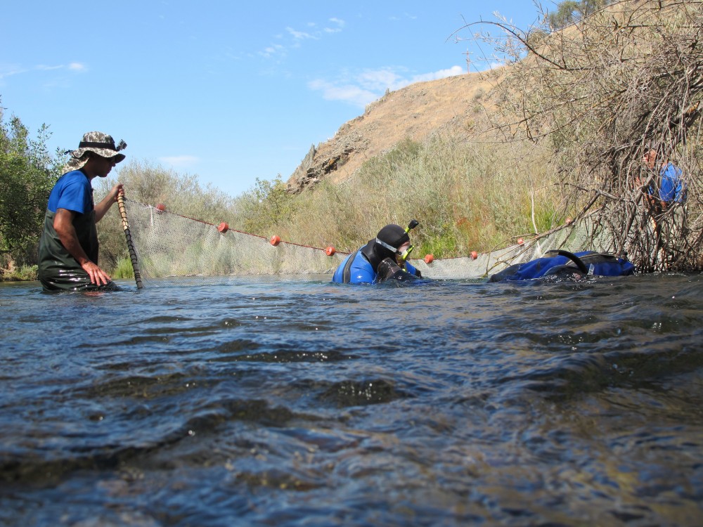 Seining