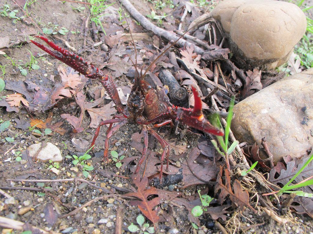 Crayfish Display