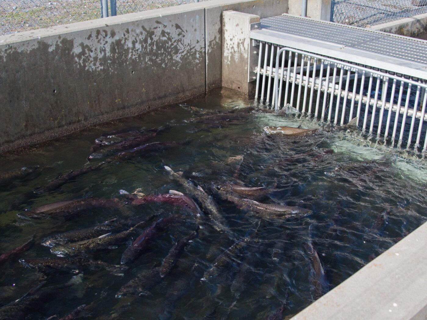 Many adult chinook salmon swimming in a fish pen.