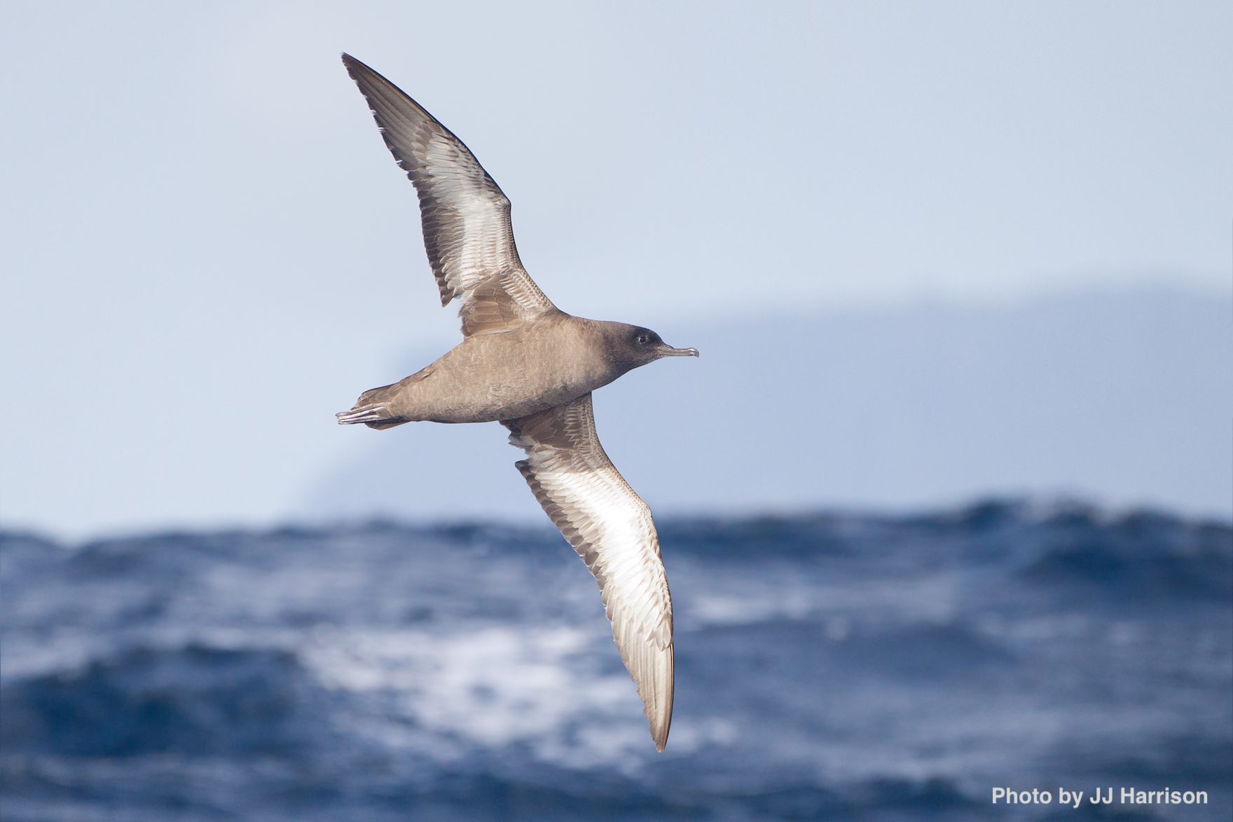 Sooty shearwater in_flight_-_SE_Tasmania