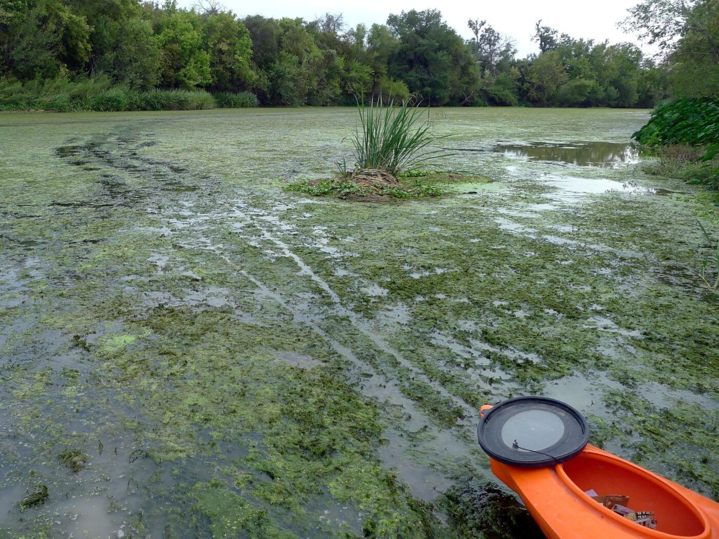 Orange kayak pointing into water covered in thick green plant matter.