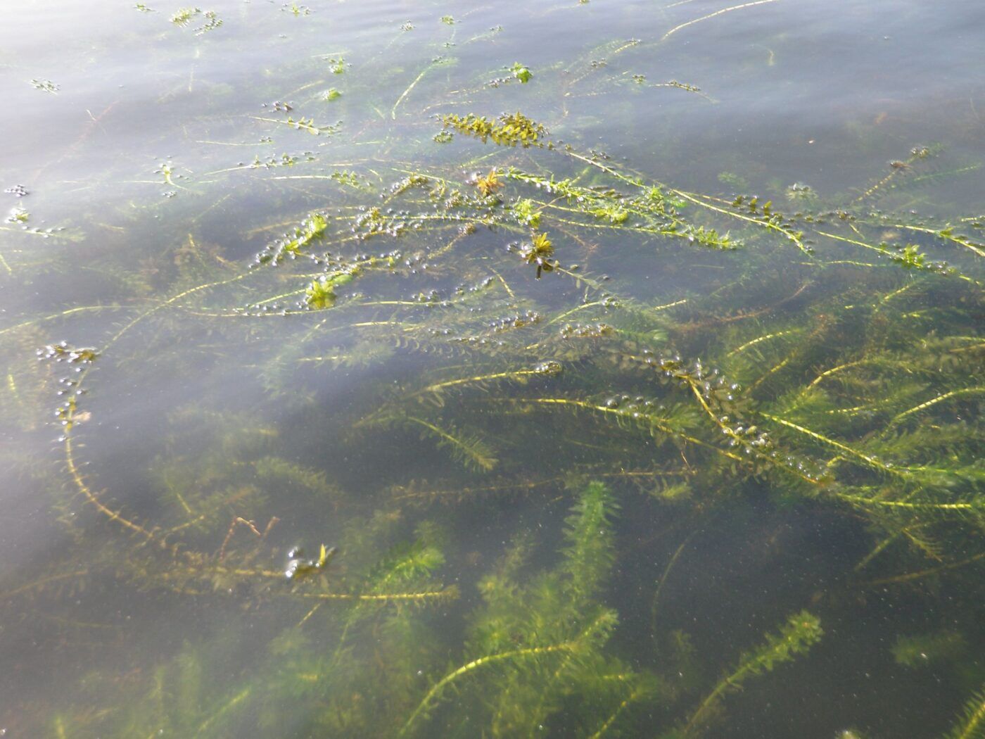 Green, stringy plants in water.