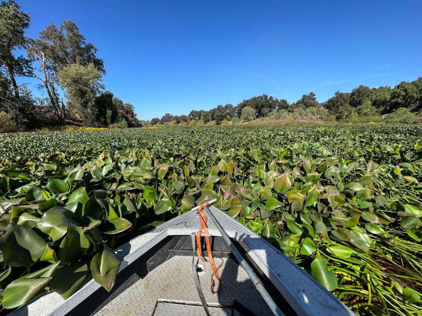 Metal boat pointing into a swath of green plants blocking river.