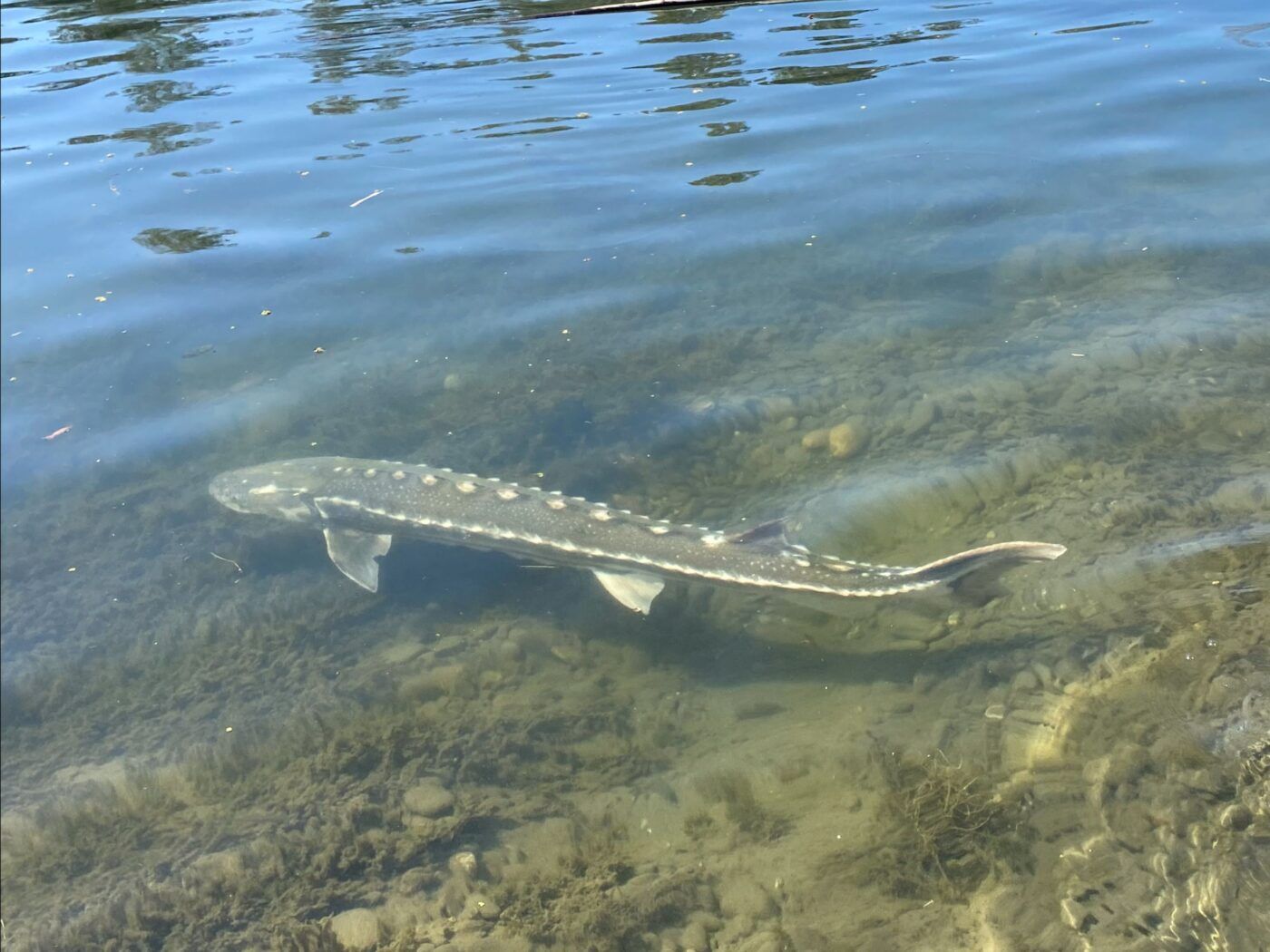 Green sturgeon swimming under water