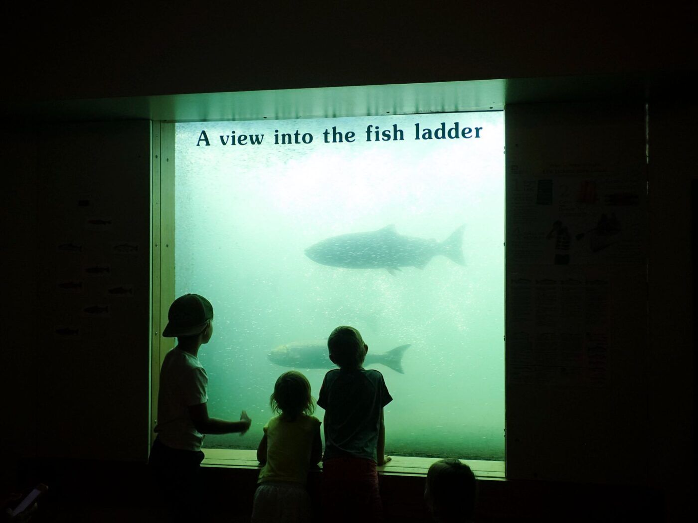 children watching fish swim by window