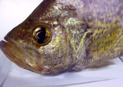 black-crappie-head