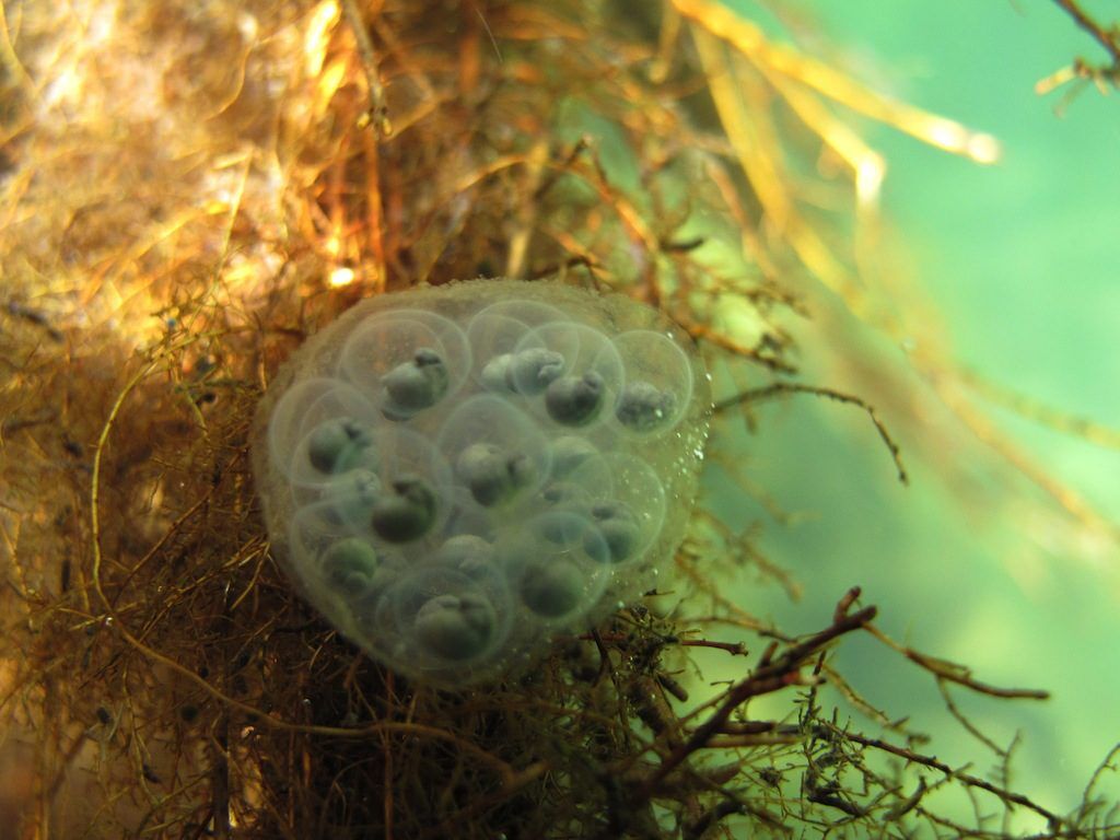 Sierra Newt eggs