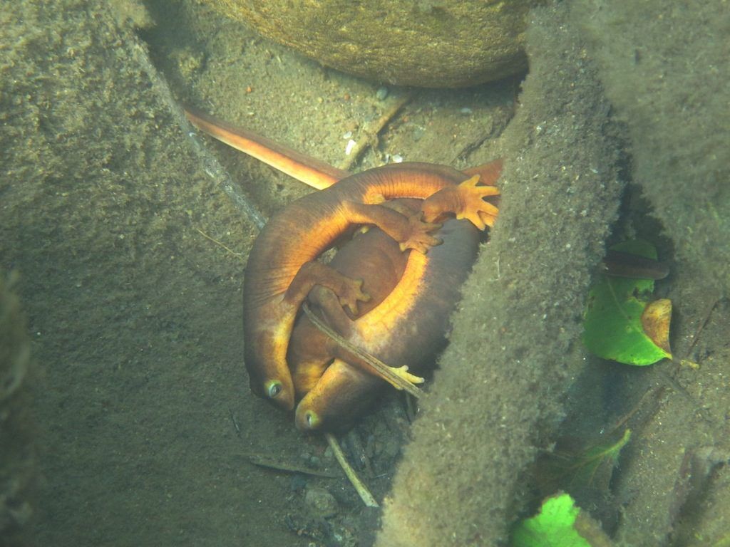 Sierra newt amplexus