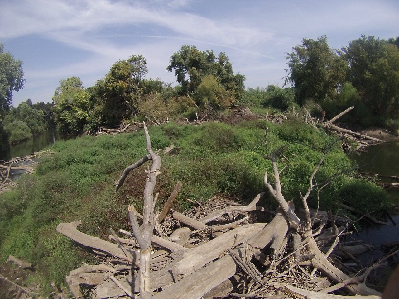 Large Woody Debris