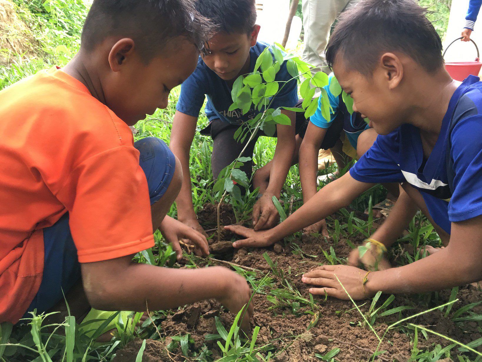 Planting fruit trees in Phalath