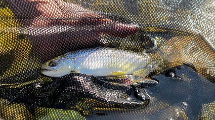 chinook-yearling