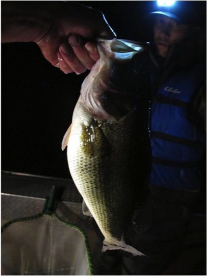 e-fishing-largemouth-bass1