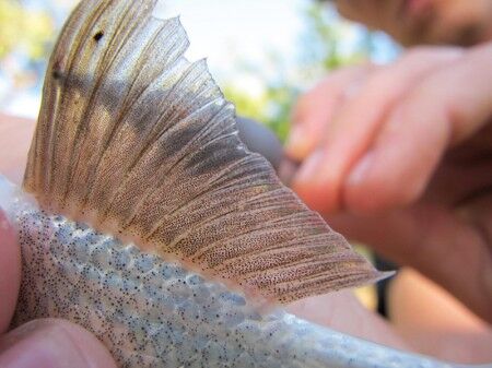 rays of dorsal fin