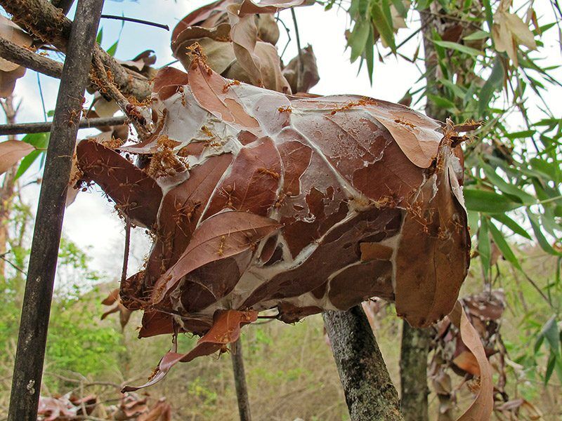 Ant nest