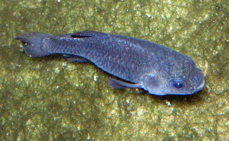 Devils Hole Pupfish