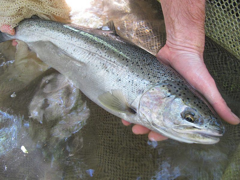 Male coastal steelhead