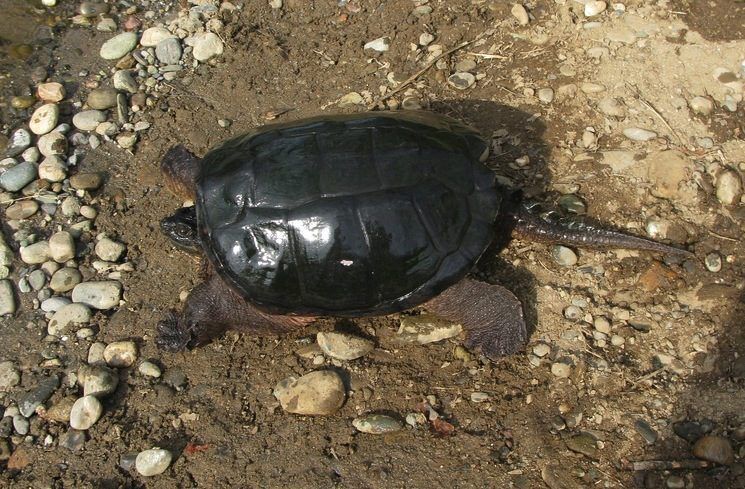 Eastern snapping turtle