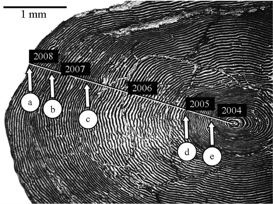 Labeled fish scale