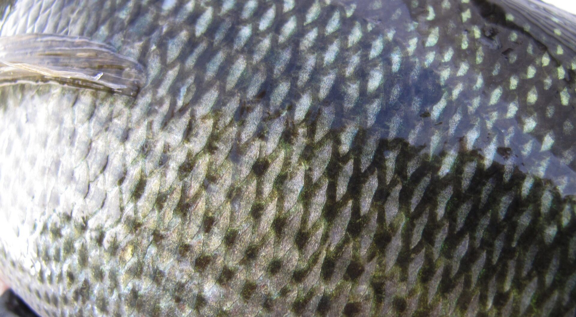 Fish scales