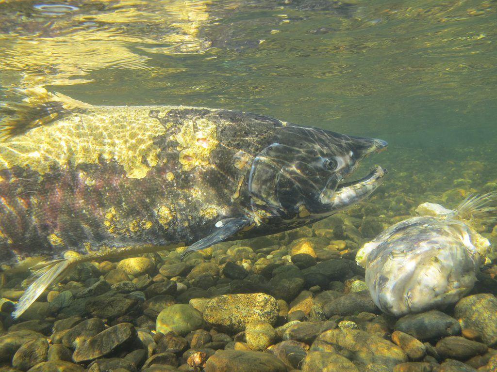 Chinook salmon