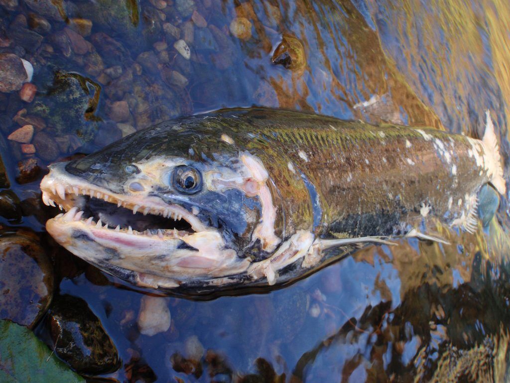 Salmon carcass