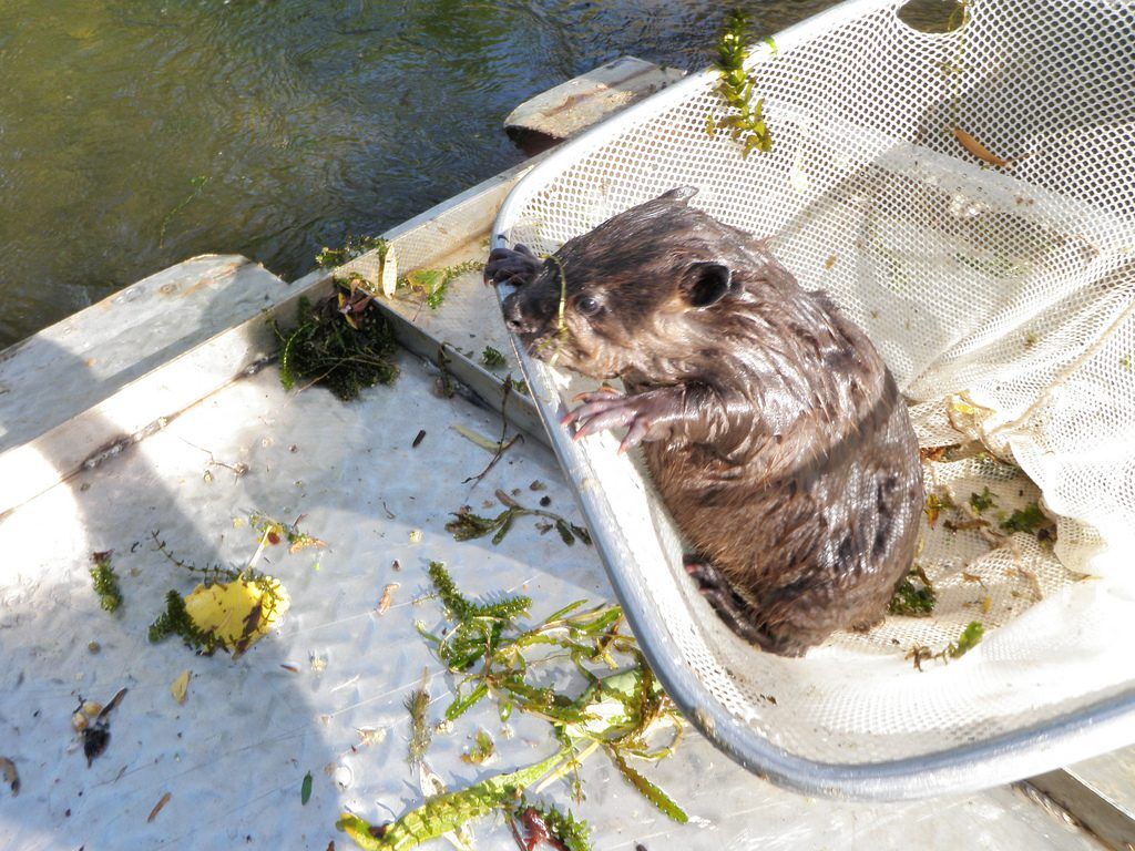 Beaver caught in a rotary screw trap