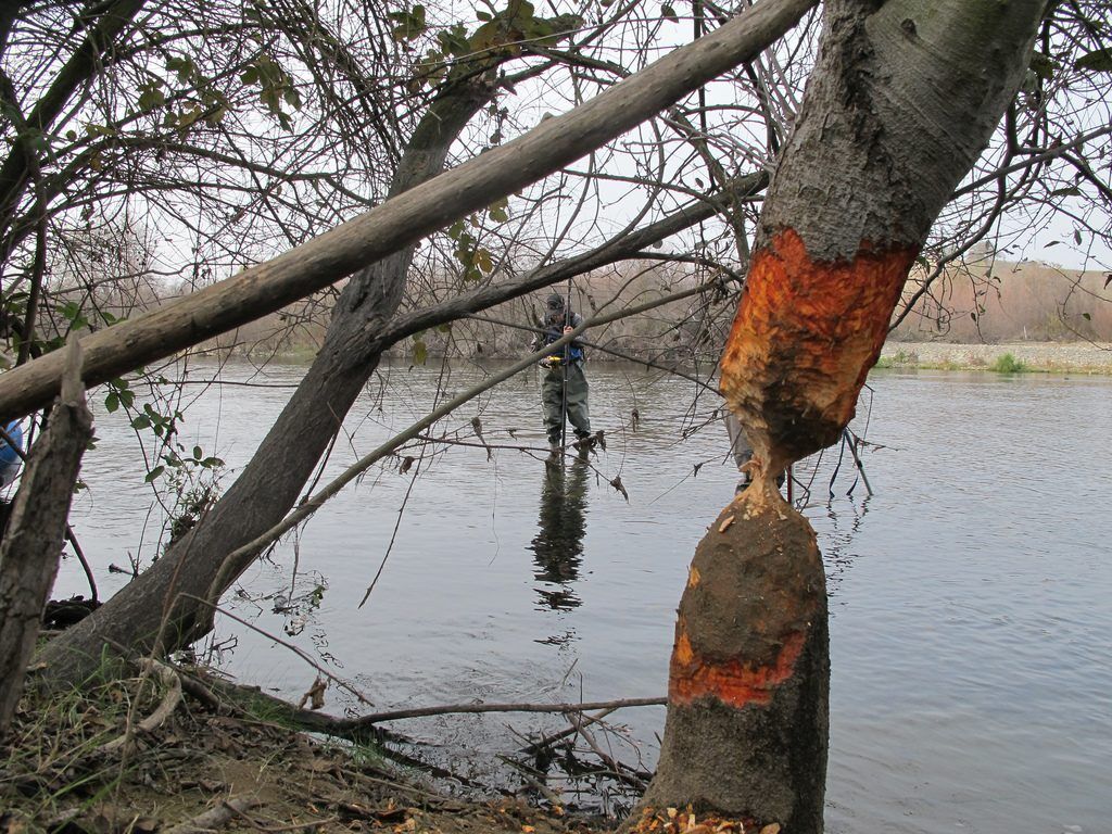 Beaver tree