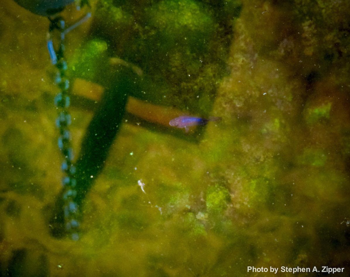 Devils Hole Pupfish closeup