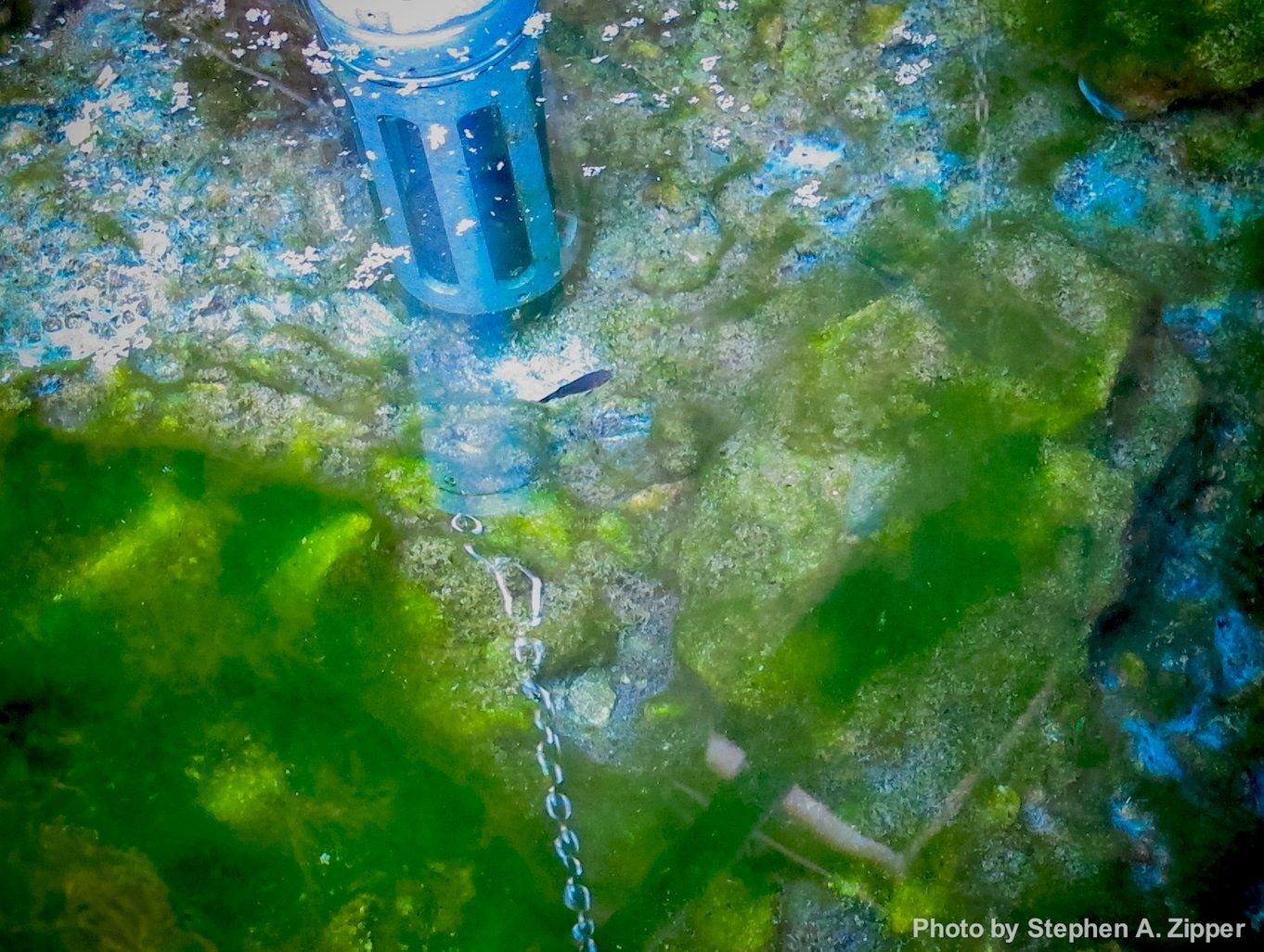 Devils Hole Pupfish