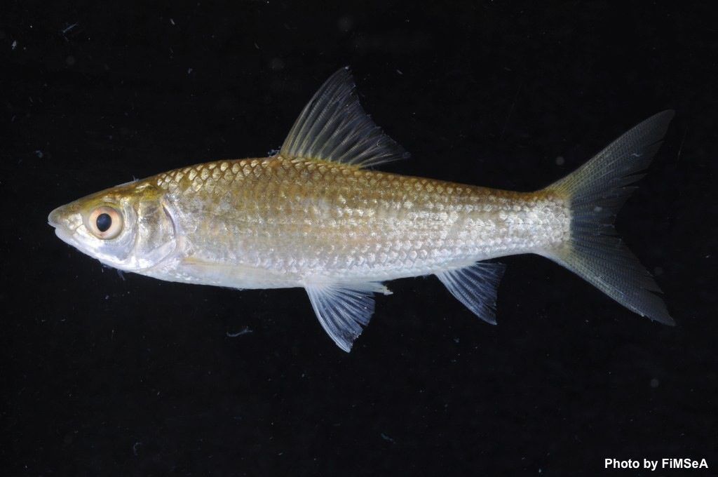 Siamese Mud Carp: Henicorhynchus lobatus