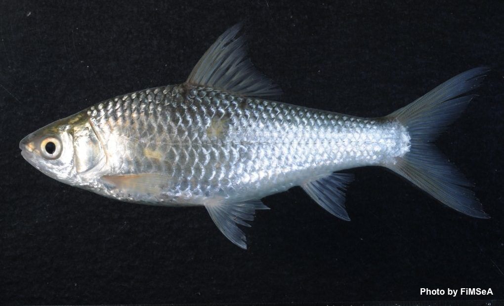 Siamese Mudcarp: Henicorhynchus siamensis