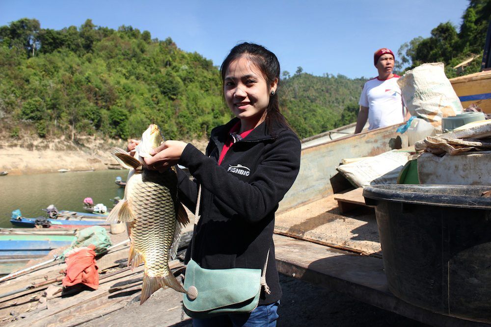 Laos Carp