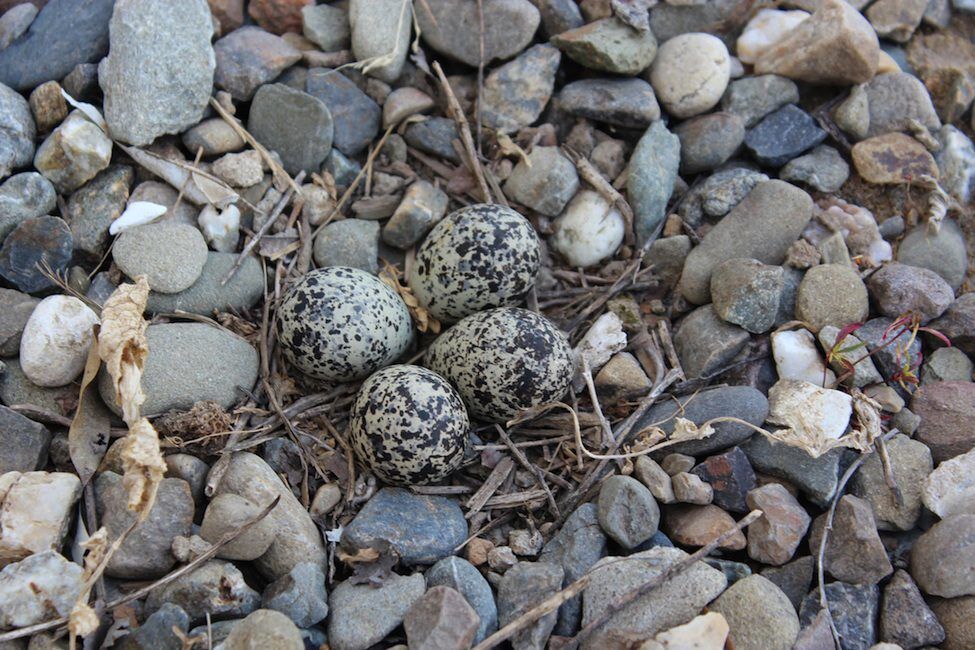 Killdeer eggs