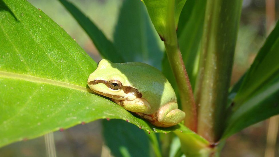 Tree Frog