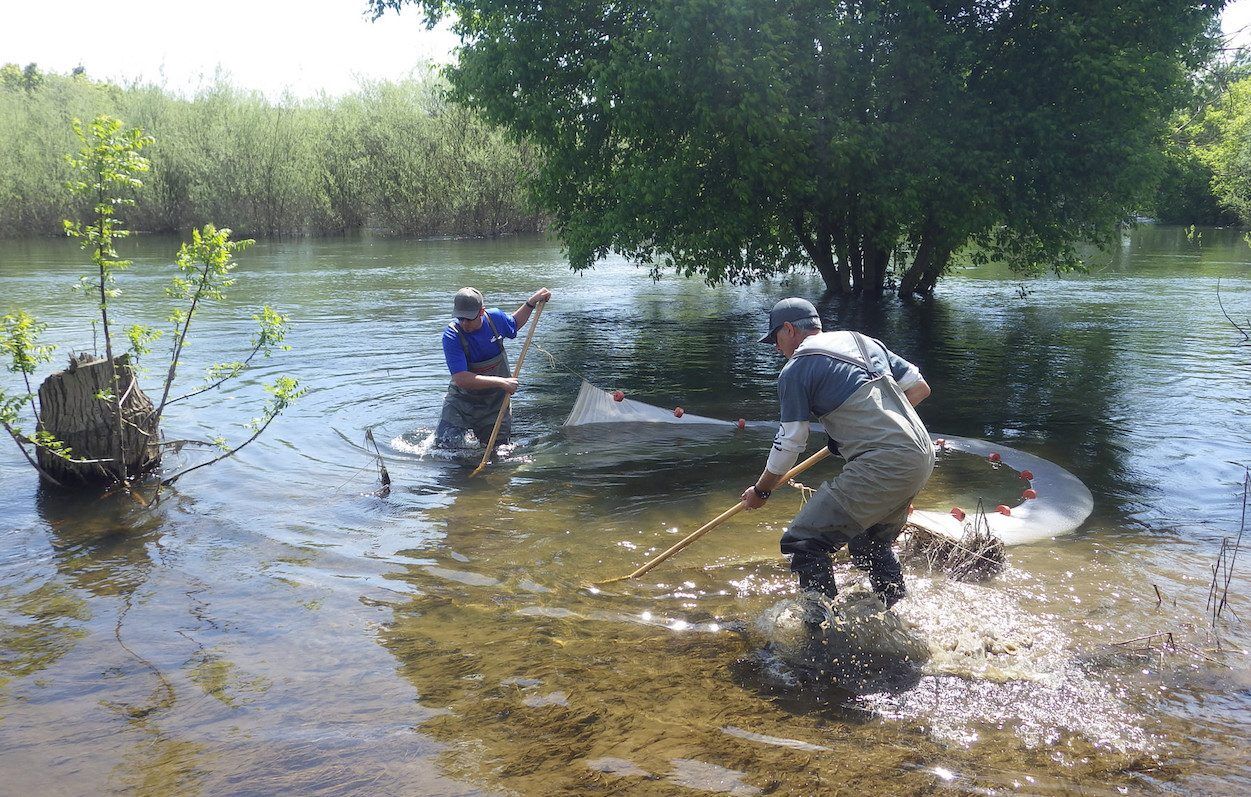 Tuolumne Floodplain seining