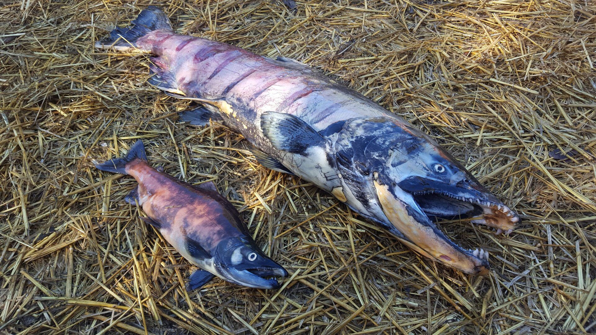 Kokanee and Chinook carcasses