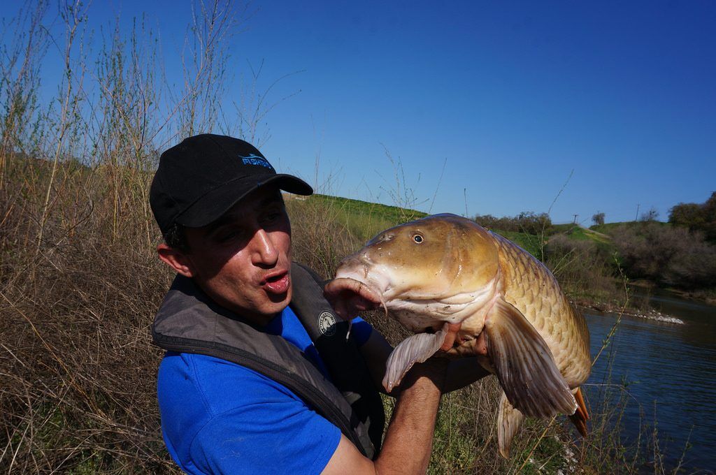 Carp Kiss