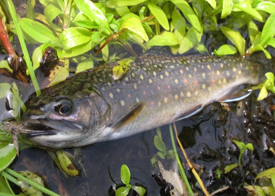 Brook trout